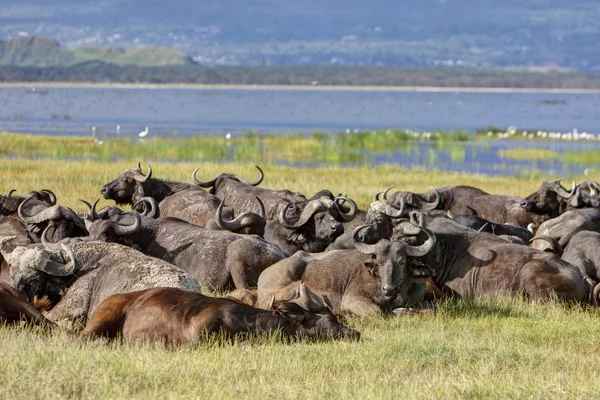 Grande Gruppo Bufali Africani Syncerus Caffer Che Giacciono Sul Lago — Foto Stock