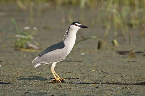 Night Heron op Lake Kerkini — Stockfoto