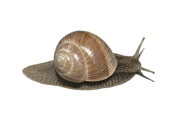 부르고뉴 달팽이 달팽이 달팽이 Escargot Pomatia — 스톡 사진