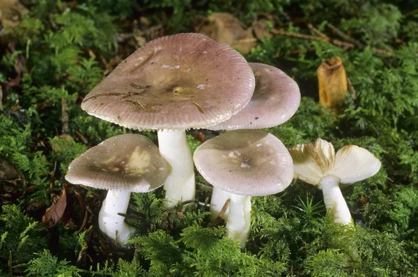 Fragile Brittlegill Russula Fragilis Mushroom — Stock Photo, Image