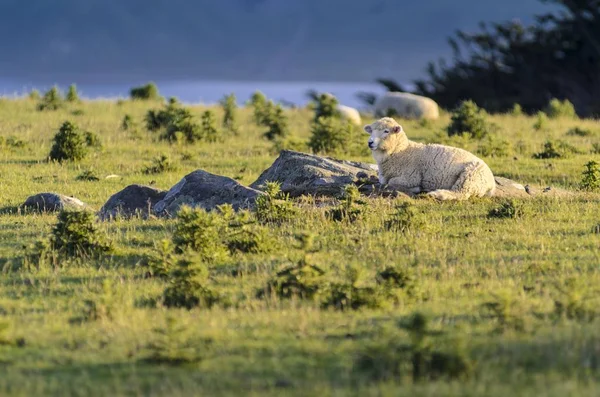 Πρόβατα Που Ακουμπά Χορτολιβαδικές Εκτάσεις Hoopers Κολπίσκων Otago Χερσονήσου Νότιο — Φωτογραφία Αρχείου