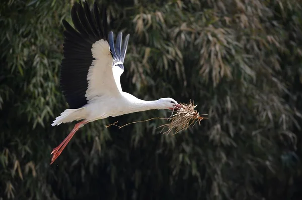 White Stork Flight Nesting Material — Stock Photo, Image