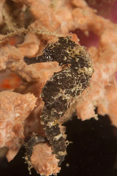 Pingüino Africano Spheniscus Demersus Boulder Beach Simonstown Sudáfrica África —  Fotos de Stock