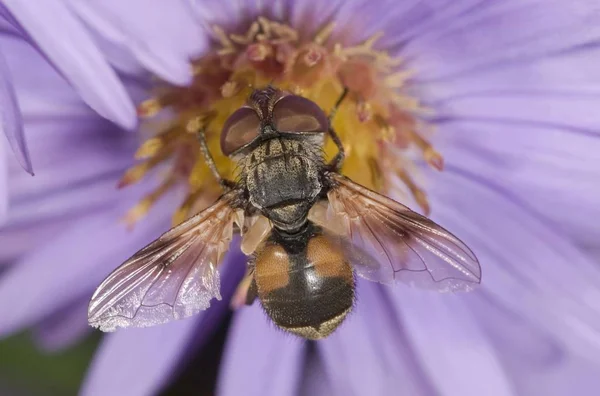 Tachinid Sinek Ectophasia Crassipennis Sonbahar Aster Aster Üzerinde Nektar Beslenirler — Stok fotoğraf