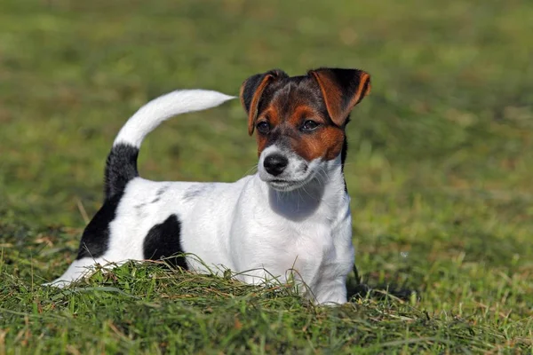Jovem Jack Russell Terrier Cachorro Cão Deitado Grama — Fotografia de Stock