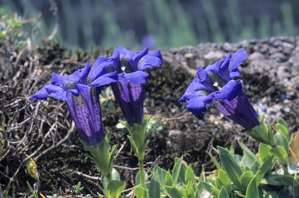 Fiori Genziana Senza Gambo Nel Prato Gentiana Acaulis — Foto Stock