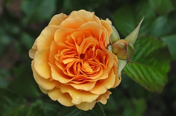 Rosa Varietà Amber Queen Fiore Con Bocciolo Gocce Pioggia — Foto Stock