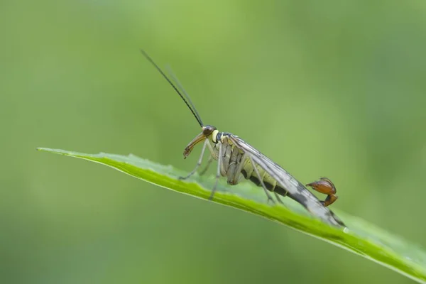 Mosca Escorpião Comum Panorpa Communis Masculino Haren Região Emsland Baixa — Fotografia de Stock