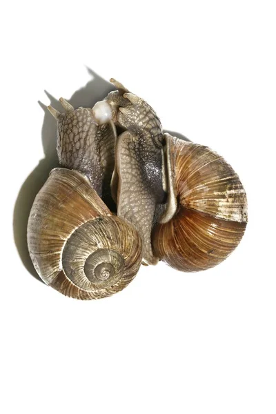 Deux Escargots Romains Marron Accouplement — Photo