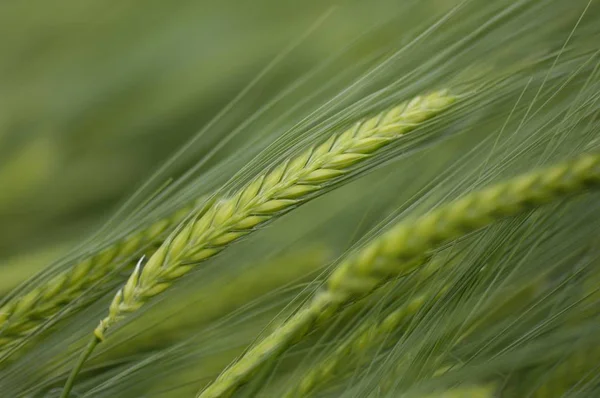 Green Barley field — Stock Photo, Image