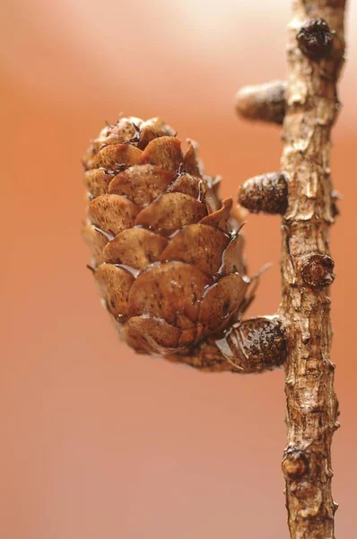 스코트어 소나무 Pinus Sylvestris — 스톡 사진