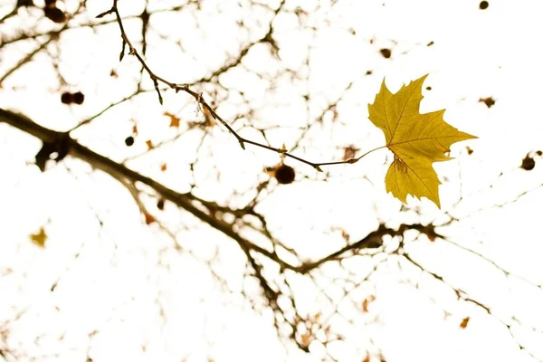 겨울의 단풍나무 에이서 — 스톡 사진