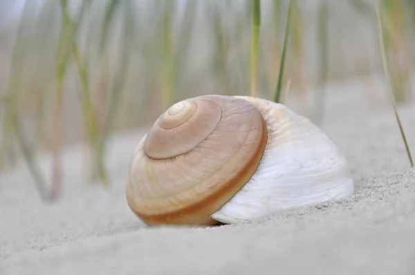 Snigel Skal Sanden Stranden Vid Nordsjön Peter Ording Schleswig Holstein — Stockfoto