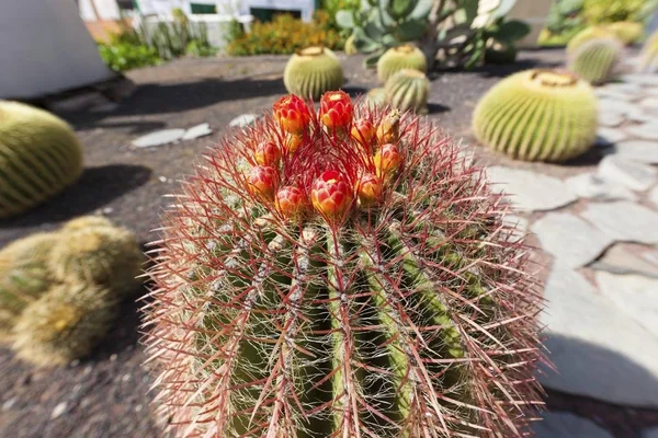 Cactus Botte Oro Echinocactus Grusonii — Foto Stock