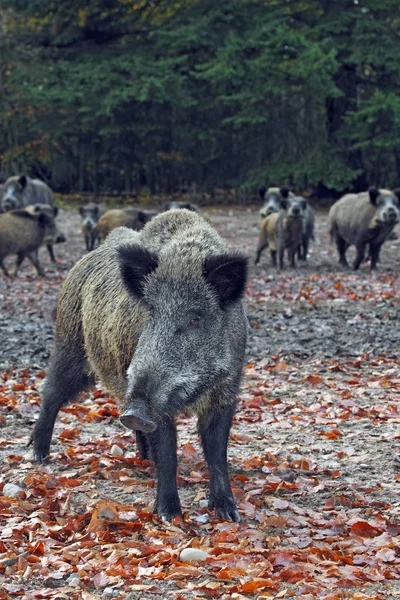 Suini di cinghiale — Foto Stock