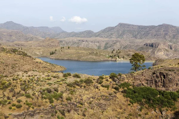 Jezero Juncal Malá Nádrž Pinar Pajonales Národní Park Roque Bentaiga — Stock fotografie