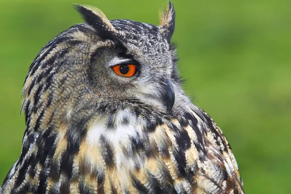 Bubo bubo πουλί — Φωτογραφία Αρχείου