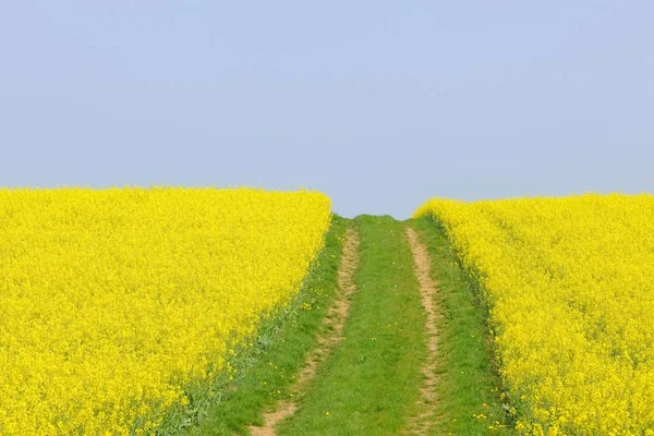 Campo Canola Com Pista Terra Bad Wimpfen Baden Wuerttemberg Alemanha — Fotografia de Stock