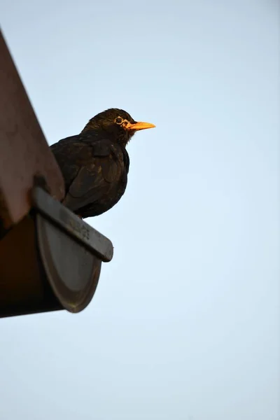 Blackbird Turdus merula — Stockfoto