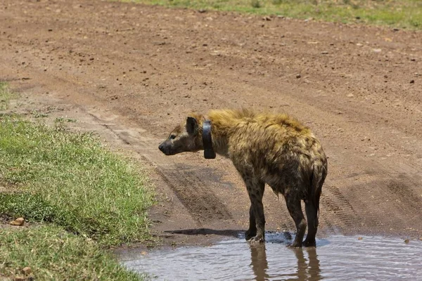 Spotted Hyena Laughing Hyena Crocuta Crocuta Transmitter Its Neck Masai — Stock Photo, Image