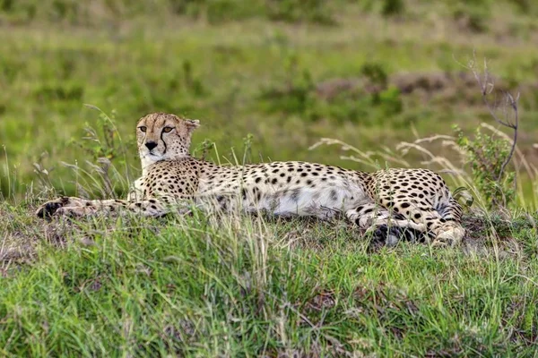 Gepárd Acinonyx Jubatus Macska Feküdt Földön Masai Mara National Reserve — Stock Fotó