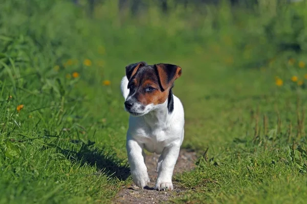Jovem Jack Russell Terrier Cão Grama Verde — Fotografia de Stock