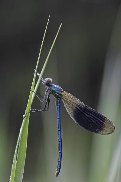 Belle Demoiselle Calopteryx Virgo Mâle Rosée Matin Sur Roseaux Ummendorfer — Photo