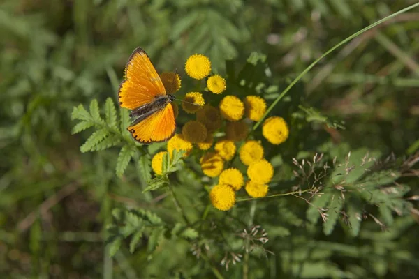 Scarce Copper Butterfly Lycaena Virgaureae Lueneburg Heath Baixa Saxónia Alemanha — Fotografia de Stock