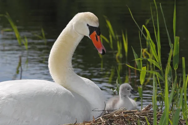 Mute Swan with cygnet in nest — Stock Photo, Image