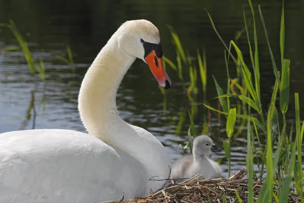 Höckerschwan mit Cygnet im Nest — Stockfoto