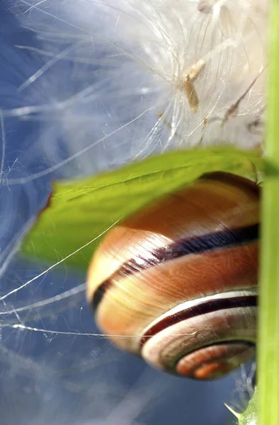 Snail Helicidae Creeping Thistle Seeds — Stock Photo, Image