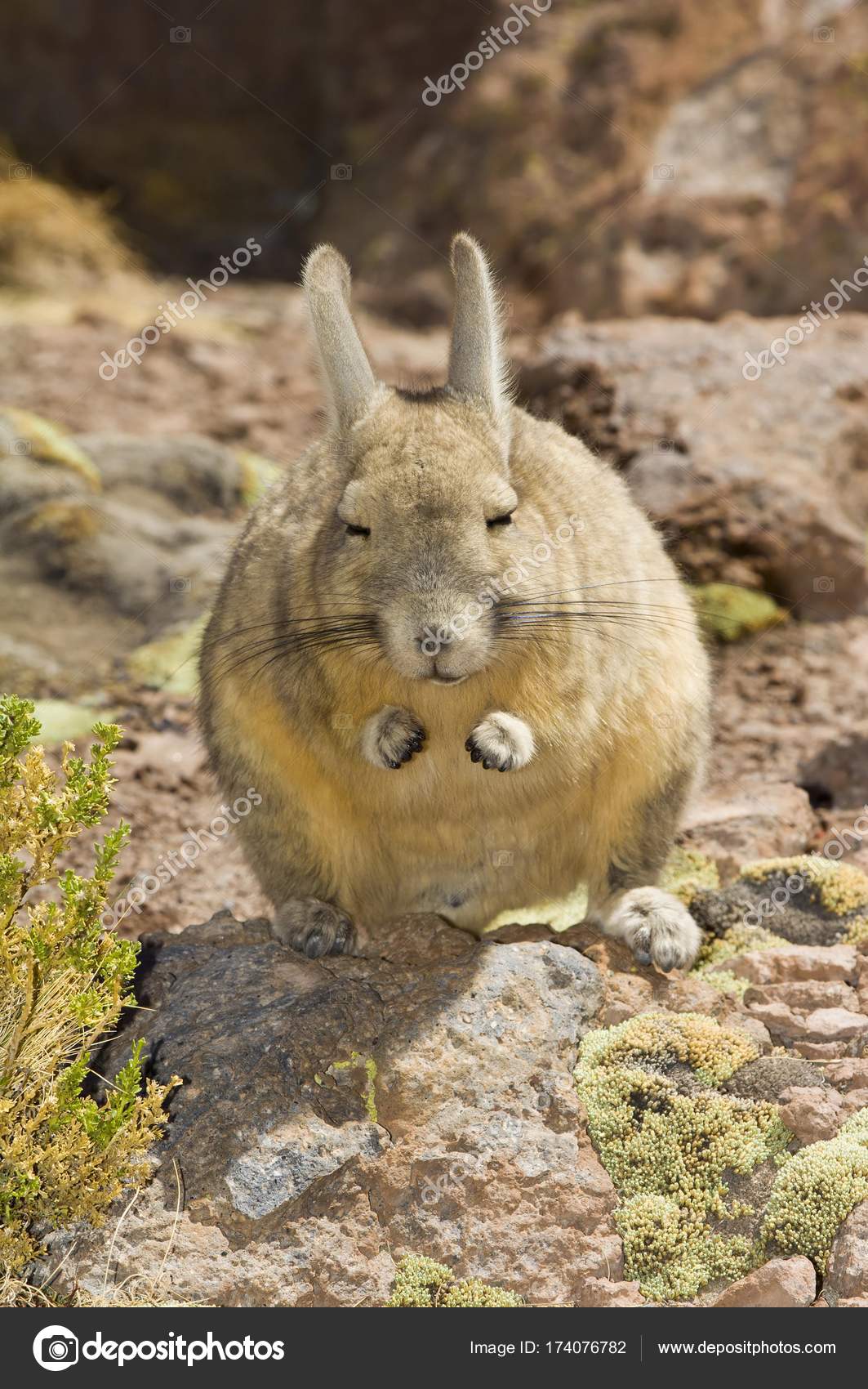 Southern Viscacha Mountain Viscacha Lagidium Viscacia Potosi Bolivia ...