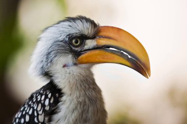 Southern Yellow billed Hornbill bird, Tockus flavirostris clipart