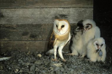 Barn Owls birds clipart