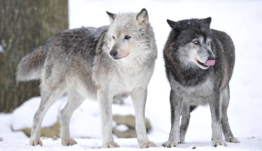 two wolves in the snow, the female leader of the pack on the left clipart