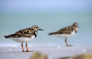 Ruddy Turnstone (Arenaria interpres) clipart