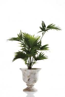 Palm palm tree in pot, Livistona rotundifolia clipart
