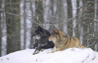 Mackenzie Valley Wolf, Alaskan Tundra Wolf or Canadian Timber Wolf (Canis lupus occidentalis), two wolves in the snow clipart