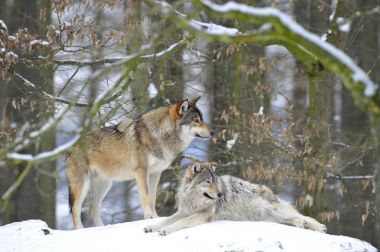 Canis lupus occidentalis, two wolves in the snow clipart