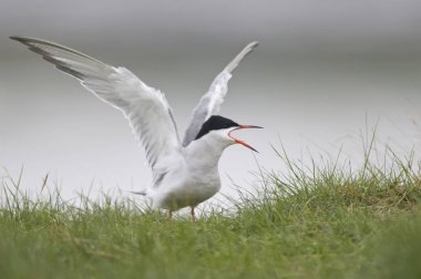 Common Tern (Sterna hirundo) clipart