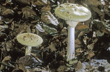 False death cap or Citron amanita Amanita citrina mushrooms clipart