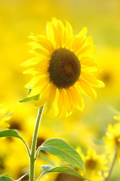 Florescendo Amarelo Girassol Comum Flor Helianthus Annuus — Fotografia de Stock