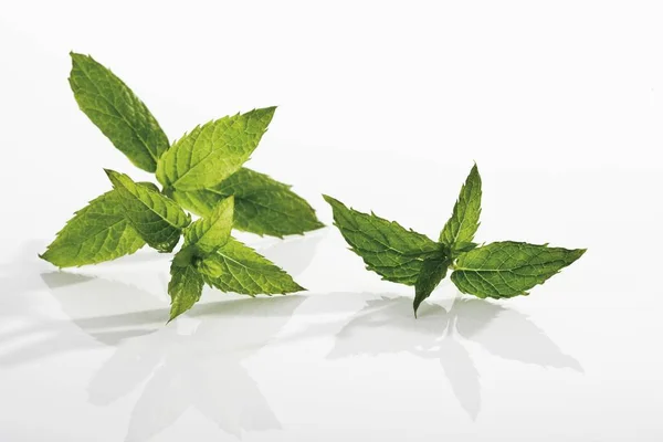 Green Leaves Peppermint Mentha Piperita — Stock Photo, Image