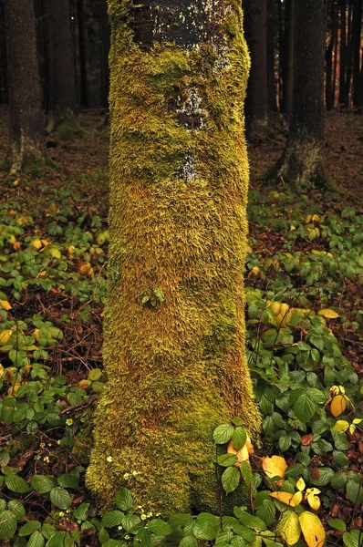 Moosbewachsener Kiefernstamm Picea Abies Velden Der Pegnitz Hersbrucker Schweiz Mittelfranken — Stockfoto