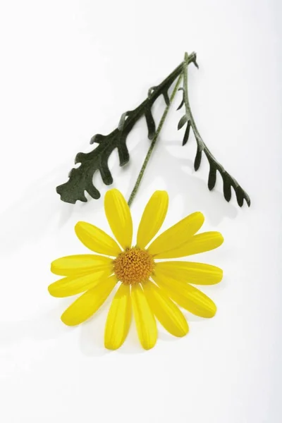 Bush Daisy Euryops Closeup Fauna Nature — Stock Photo, Image