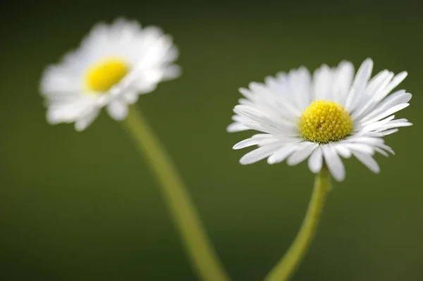 Gänseblümchen Bellis Perennis Blüten — Stockfoto