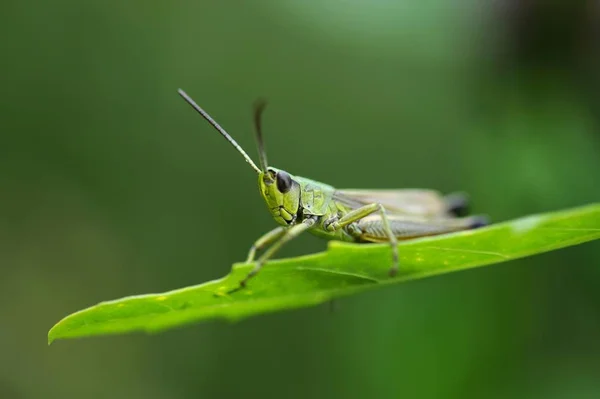 草の刃の傾斜に直面したバッタ Gomphocerinae — ストック写真