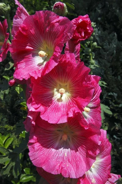 Kırmızı Ortak Hollyhock Alcea Rosea Althaea Rosea — Stok fotoğraf