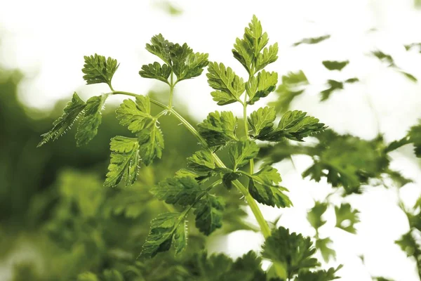 Green Fresh Chervil Sprigs — Stock Photo, Image