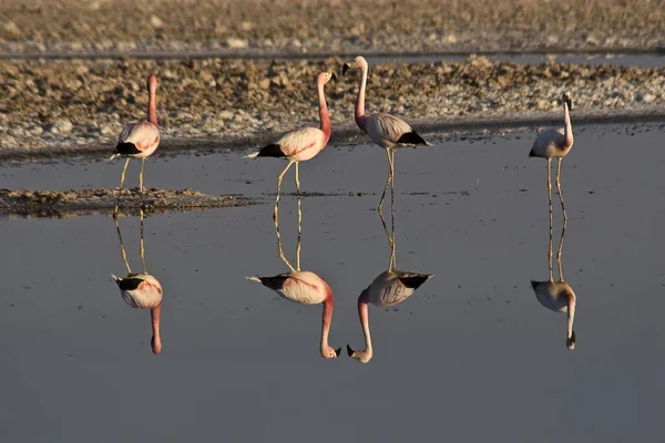 火烈鸟 Phoenicopteridae 圣佩德罗 阿塔拉阿 阿塔拉玛沙漠 — 图库照片